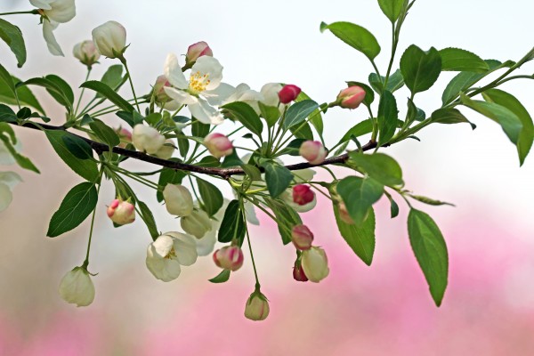 Snowdrift Crabapple by Deb Oppermann